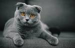 Scottish Fold Cat Breed Profile | Petfinder
