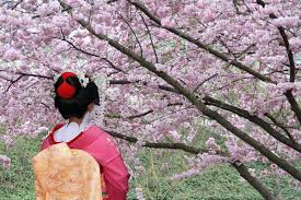 Japanese Geisha Geisha And Blooming Sakura Tree Affiliate Geisha Japanese Blooming Tree Sakura Cherry Blossom Season Japan Travel Cherry Blossom