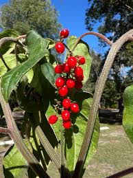 Image result for Lannea humilis