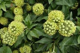 Image result for Araliaceae