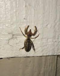 The story also goes that camel spiders inject humans with it and chew big bites out of them, but the human don't know they've been. Termite Or Camel Spider Northern Nevada Usa Between 1 2 Inch Maybe Whatsthisbug