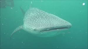 Klotok jamaah haul ke 15 : Lokbaintan Floating Market Banjarmasin South Borneo Indonesia By Julius Kawilarang