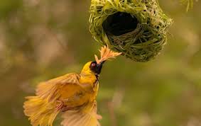 Different Types Of Birds With Their Nests The Ultimate Guide To Types Of Bird Nests With Images Birds Bird Nest Nest