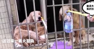 Woman In China Uses Laundry Pole To Feed Pet Dog As Its Owner Stuck In Wuhan Lockdown Mothership Sg News From Singapore Asia And Around The World