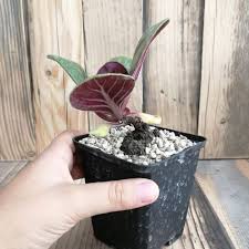 Image result for Aeollanthus subacaulis