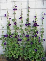 Morning Glory Star Of Yelta Ipomoea Purpurea Easiest Flowers To Grow Plants Garden Vines