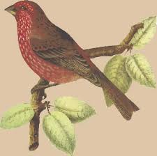 Birds In Nepal 34 Birds Name In Nepali English Language