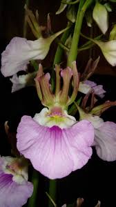 Image result for Eulophia eylesii