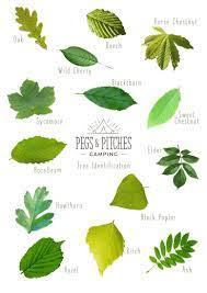 Check spelling or type a new query. Identify Trees By Their Leaves Wild Boar Wood Campsite