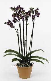 Google Phalaenopsis Orchids Plants
