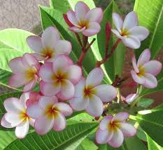 Pin On Flowers Plumeria Frangipani