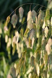 Image result for Chasmanthium latifolium