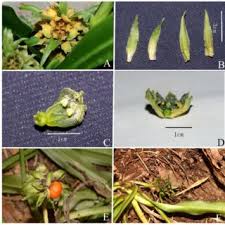 Image result for Clutia robusta