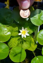 Image result for Nymphaea