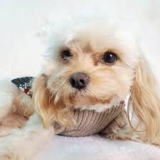 This is tucker he went missing December 21st at 3pm in chanute Kansas he is  very shy He's About 9 pounds he is 4 years old there is a reword of 1200$