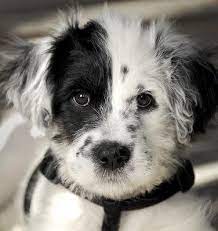 17 Border Collie Mixes Charming Charismatic Collie Combos Collie Mix Dalmatian Mix Dogs And Puppies