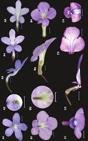 Image result for Streptocarpus myoporoides