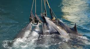 Browse succulents by common name: Japan Entire Pod Of Whales Slaughtered By Hunters And Taiji Dolphin Hunt Again Exposed In New Footage World Animals Voice