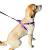 How To Put On A Harness For Dogs