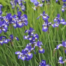 However, the white flowers can make for beautiful, delightful and pristine floral arrangements. Chinese Flowers And Their Meanings