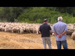 Satilik Merinos Sakiz Koyunu Kuzu Fiyatlari Hazer Emlak Tel 0546 851 6657 Youtube