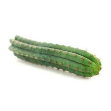 The most common air travel question in the last decade has been: Mescaline Cactus Buy Mescaline Cacti Online Zamnesia