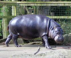 Press alt + / to open this menu. Pygmy Hippopotamus Wikipedia