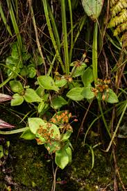 Image result for Crassula alticola