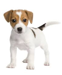 Parson john russell, which is why the breed is also called the parson russell terrier. Jack Russell Terrier Breed Dog Breed Information Pictures