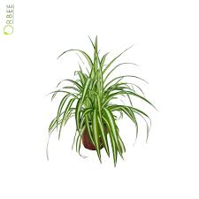 Image result for Chlorophytum silvaticum