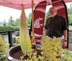 Hours may change under current circumstances It S Alive Corpse Flower Unleashes Rare Bloom Big Stink At Wsu Vancouver Northwest Public Broadcasting
