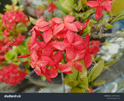 Image result for Ixora sp. A