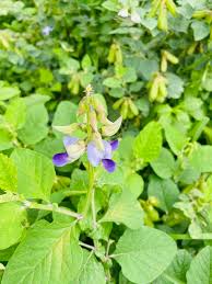 Image result for Crotalaria verrucosa
