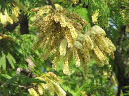 Image result for Acacia schweinfurthii
