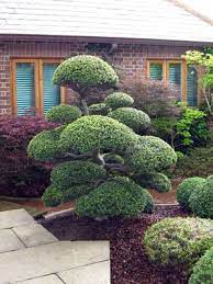 Pin By Michal Blazik On Plants Japan Garden Architectural Plants Japanese Garden
