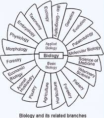 branches of biology