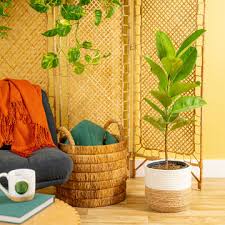 Image result for Ficus conraui