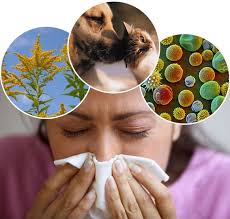Surrealbodysolutions Com Blog 04 11 13 For Allergies And Allergies Being Linked To Leaky Gut Cure For Allergies Allergy Remedies Natural Antihistamine