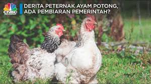 Sejumlah perusahaan asing tersebut diantaranya charoen popkhand yang berpusat di thailand. Derita Peternak Ayam Potong Yang Kian Merana Youtube