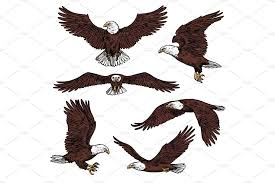 Birds Of Prey Logo Vector Bald Eagle Predatory Birds Vector Bald Eagle Eagle Eagle Icon