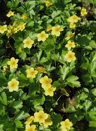 Waldsteinia Ternata With Images Plants Front Garden Herbs