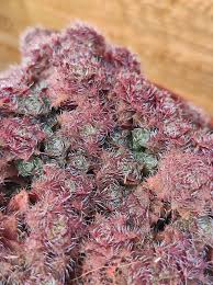 Image result for Crassula setulosa