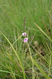 Image result for Sopubia lanata