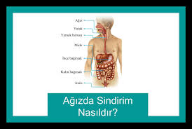 Agizda Sindirim Nasildir Biyoloji Anatomi Egitim