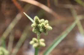 Image result for Fuirena ciliaris