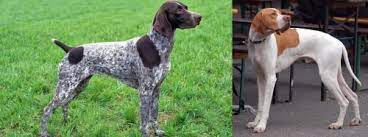 We did not find results for: German Shorthaired Pointer Vs English Pointer Breed Comparison