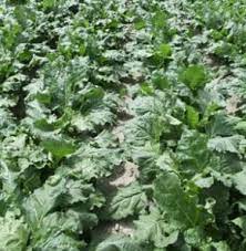 A Look Into Different Type Of Food Plots To Get More Deer To Your Stand Follow The Link To See All Our Food Plot Sugge Deer Food Food Plots For Deer