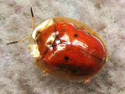 After about 5 to 10 days. Golden Tortoise Beetle Hgtv