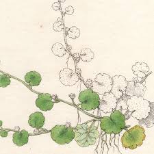 Image result for Sibthorpia