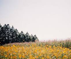 From The Ground Up Flowers Field Aesthetic Photography Nature Art Nature Scenery Hufflepuff Aesthetic